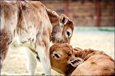 Voici le plus grand nombre de veaux nés d'une portée.
Ils sont nés le 18 mars 2005 au Mexique : ... veaux d'une seule et même portée !