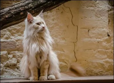 Vivant à Wakefiled, en Angleterre, le chat le plus long du monde s'appelle Ludo. Il mesure...