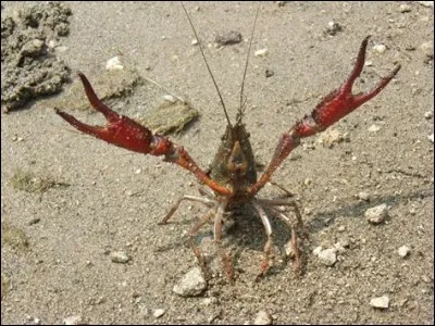 Mesurant plus d'1 m et pesant plus de 5 kg, l'écrevisse de Tasmanie est le plus grand crustacé d'eau douce.