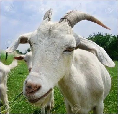 Combien existe-t-il de races de chèvres dans le monde ?