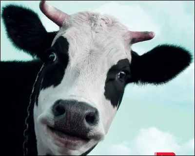Quel est le temps de gestation de la vache ?