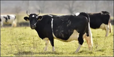 Comment s'appelle le caca de la vache ?