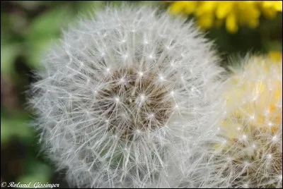 Quelle fleur préfères-tu ?