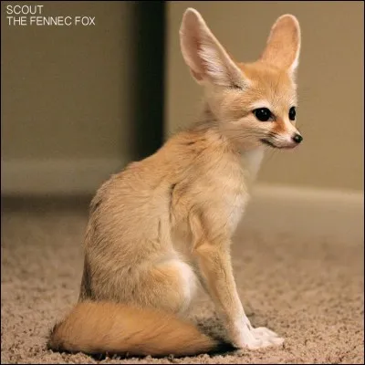 Quelle est la durée de vie d'un fennec ?