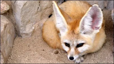 Combien mesure les oreilles des fennecs ?
