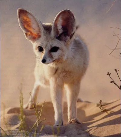 Combien mesure un fennec ?