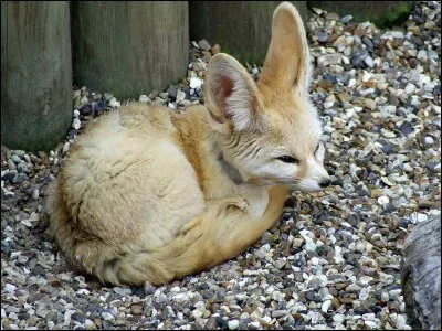 Combien pèse le fennec en moyenne ?