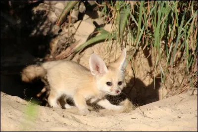 Le fennec ressemble beaucoup au ...