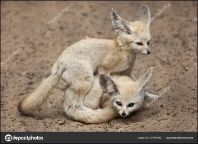 Quand est le moment de la reproduction ?