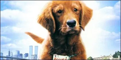 Dans le film "Fluke", Fluke est la réincarnation de Tom et va chercher à savoir pourquoi son meilleur ami a provoqué sa mort.