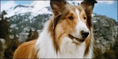 Quelle race de chien est Lassie dans le film du même nom ?