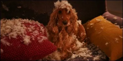 Quelle race de chien est Bambou dans le film éponyme ?