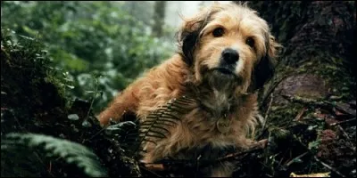 Dans "Benji la malice", quels animaux Benji va-t-il protéger ?