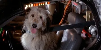 Lequel de ces chiens n'apparaît pas dans "Retour vers le futur" ?