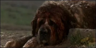 Comment Cujo devient agressif dans le film éponyme ?