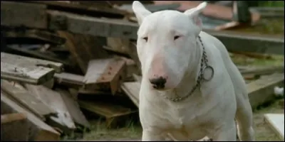 Ce Bull Terrier blanc se nomme :
