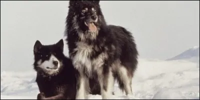 Dans quel film Taro et Giro survivent-ils jusqu'au retour des scientifiques ?