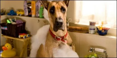 Quelle race de chien est Marmaduke dans le film éponyme ?