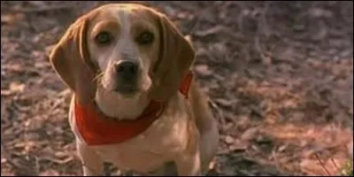 Quel est le nom de ce chien détective ?