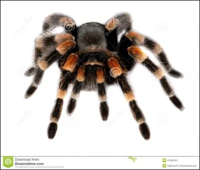 Quelle est cette araignée-là ?