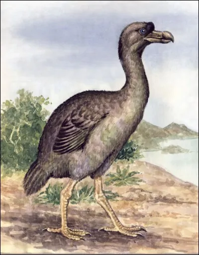 Quel est cet oiseau éteint ?
