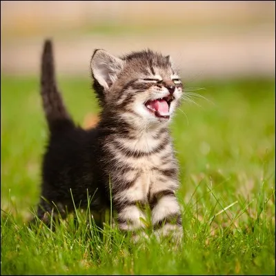 Le chat est le meilleur ami de l'Homme.