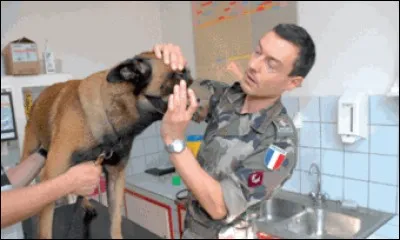 Si vous souhaitez vous spécialiser dans une branche de la médecine animale, combien d'années d'étude devez-vous compter en plus ?