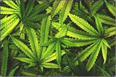Dans quel pays la marijuana est-elle légale ?