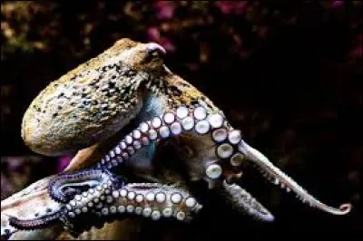 Combien de curs une pieuvre possède-t-elle ?