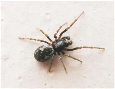 Y a-t-il une chose que tu ne supportes pas ?