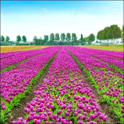 Je suis la femme d'un horticulteur.