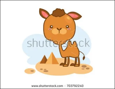 Comment s'appelle le bébé du dromadaire ?