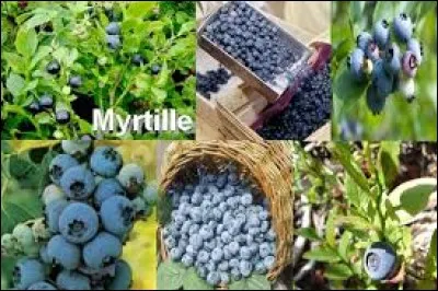 Quel est le nom vosgien donné à la myrtille ?