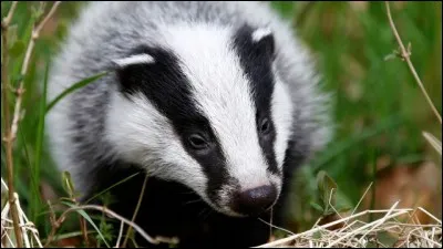 Si tu rencontres un blaireau que fais-tu ?