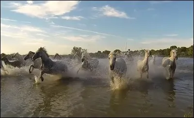 Comment peut- on reconnaitre les chevaux de Camargue ?