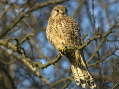 Avec qui les enfants font-ils connaissance à la ferme ? Répondez précisément.