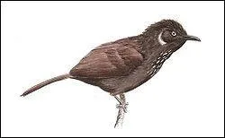 Quel est le nom de cet oiseau découvert en 2005 ?