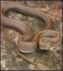 Cette nouvelle espèce de serpent découverte en 2008 est un :
