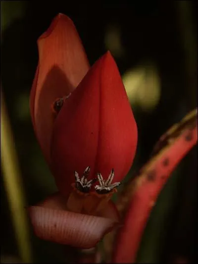 Cette nouvelle espèce de plante découverte en 2008, est une proche parente de :