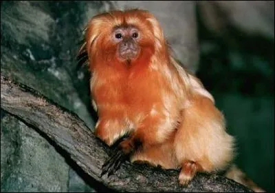 Ce singe découvert dans le nord-ouest du Brésil en 2007, est lié aux :