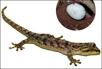 Seul membre connu de son espèce, il est arrivé encore dans son uf au Muséum d'histoire naturelle et est né en 2006 :