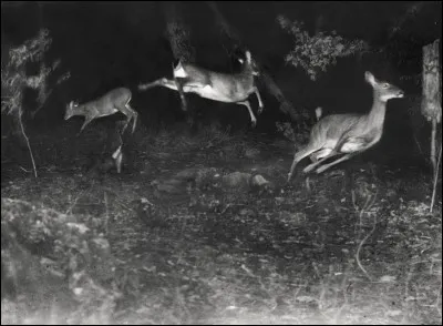 La photo précédente est prise de jour, celle-ci est prise de nuit, quels sont ces animaux ?