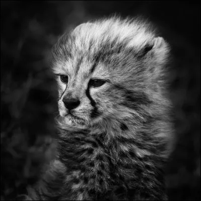 Ce métier peut vous amener à fréquenter ce jeune animal, qui est-il ?