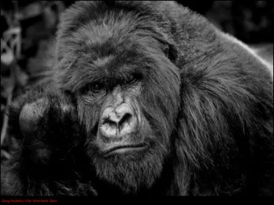 Beaucoup de pratiquants de ce métier se sont penchés sur le cas de ce primate !