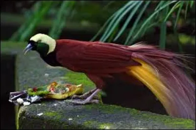 Encore un oiseau qui intéresse fortement ce métier !