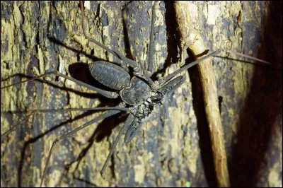 Cette araignée est dans un film. Lequel ?