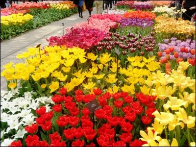 Dans quel domaine Fleur Pellerin s'est-elle fait connaître ?