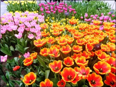 Comment désigne-t-on l'art japonais de la composition florale ?