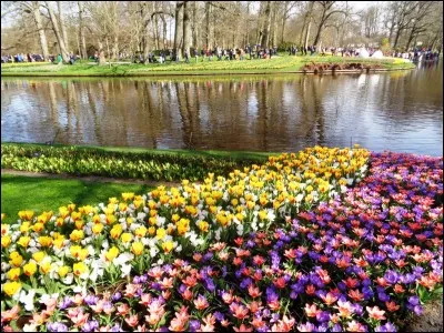 Quelle fleur traduit-on par "daisy" en anglais ?