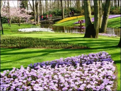 Dans le roman de science-fiction de Daniel Keyes intitulé "Des Fleurs pour Algernon", également adapté au cinéma, quel animal est Algernon ?